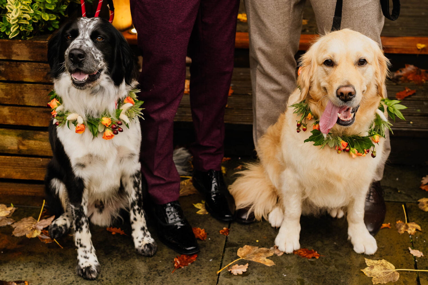Top 5 Reasons to Include English Cream Golden Retrievers in Your Wedding Celebrations
